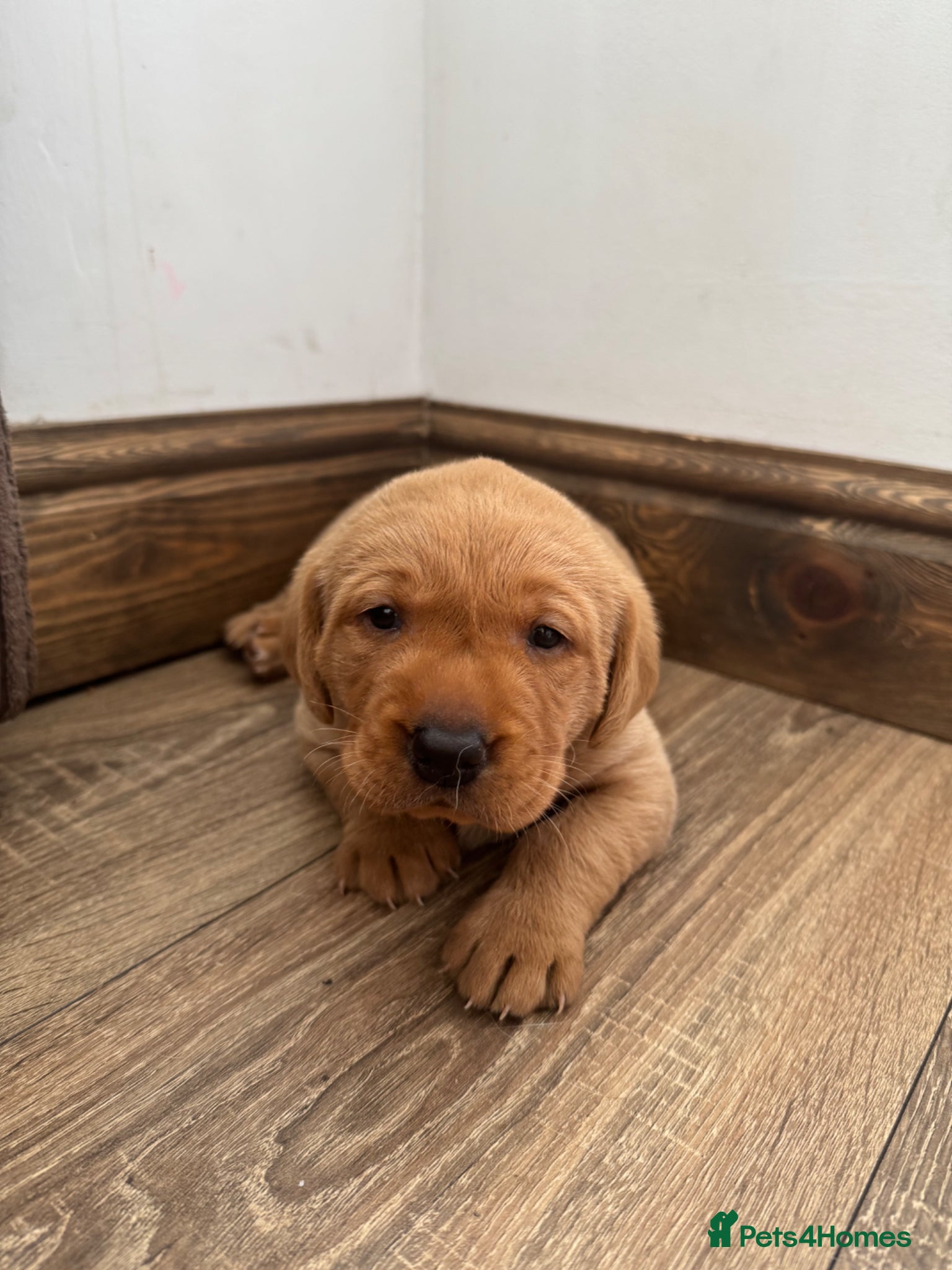 Labrador Retriever dogs for sale: Red Labrador male pup in Bradford - Advert 5