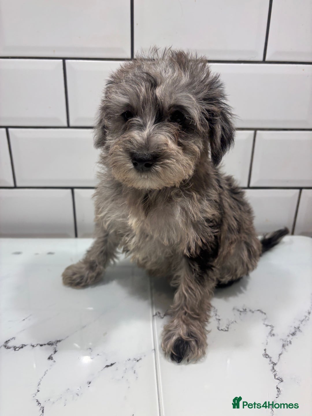 Schnoodle dogs for sale: Truly gorgeous F1 Schnoodle Puppies  - Advert 6