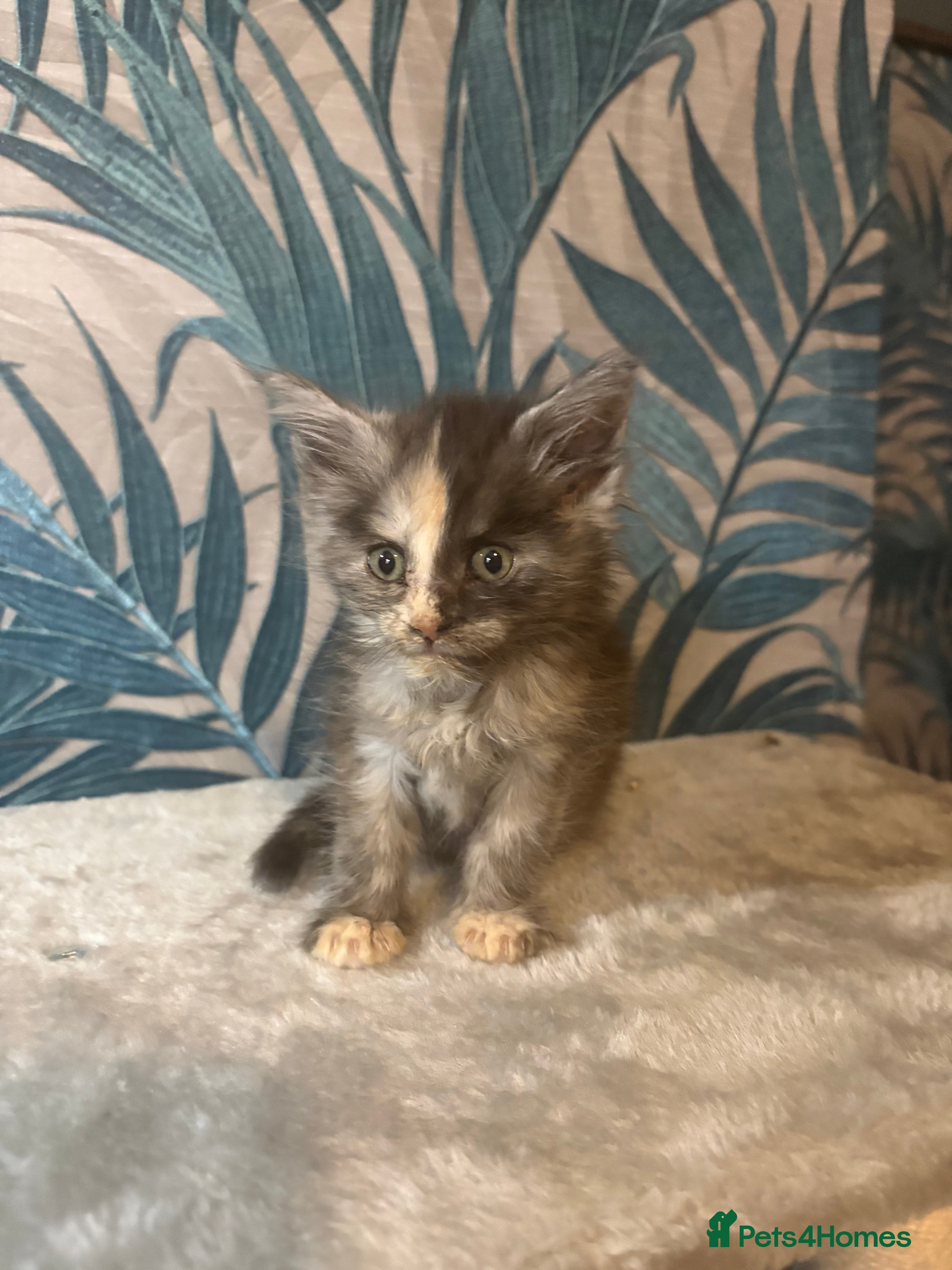 Maine Coon cats  Gorgeous Maincoon kittens 2 girls  - Advert 16