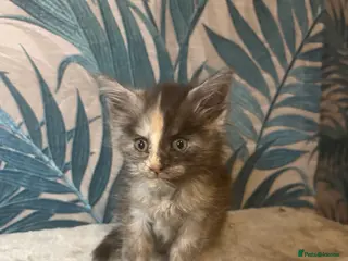 Maine Coon cats Gorgeous Maincoon kittens 2 girls - Advert 8