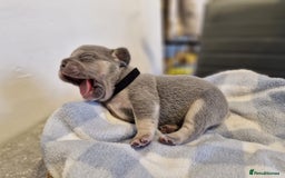 French Bulldog dogs for sale: French bulldog FLUFFY pups - Image 13