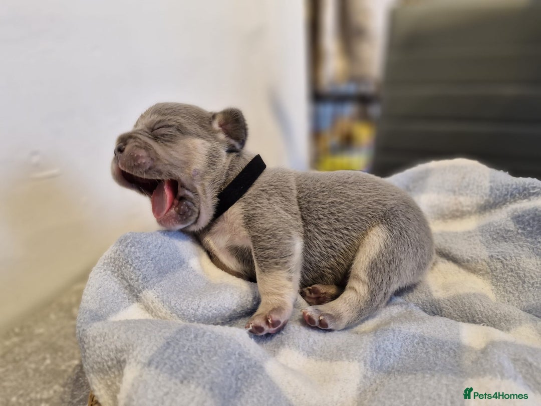 French Bulldog dogs for sale: French bulldog FLUFFY pups - Image 13