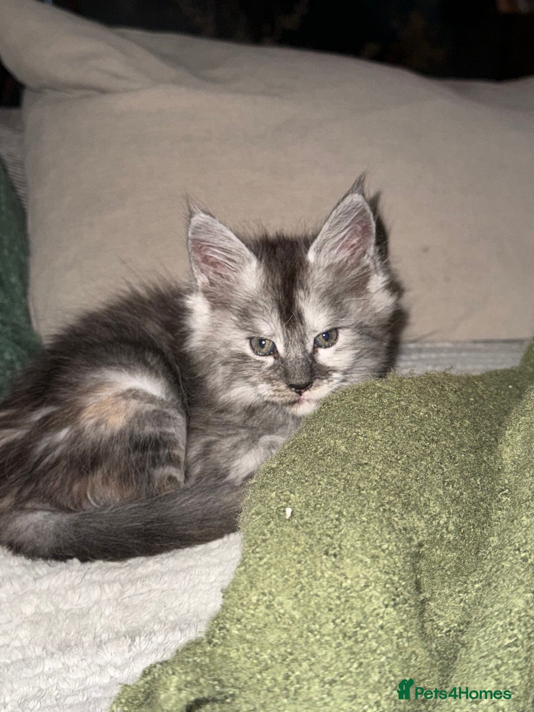 Maine Coon cats for sale: Maine Coon Kittens  - Image 2