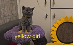 British Shorthair cats for sale: British Blue Shorthair kittens, GCCF pedigree - Image 29