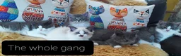 Maine Coon cats for sale: Maincoon ×Ragdoll (Ragcoon)  now available.  - Advert 9