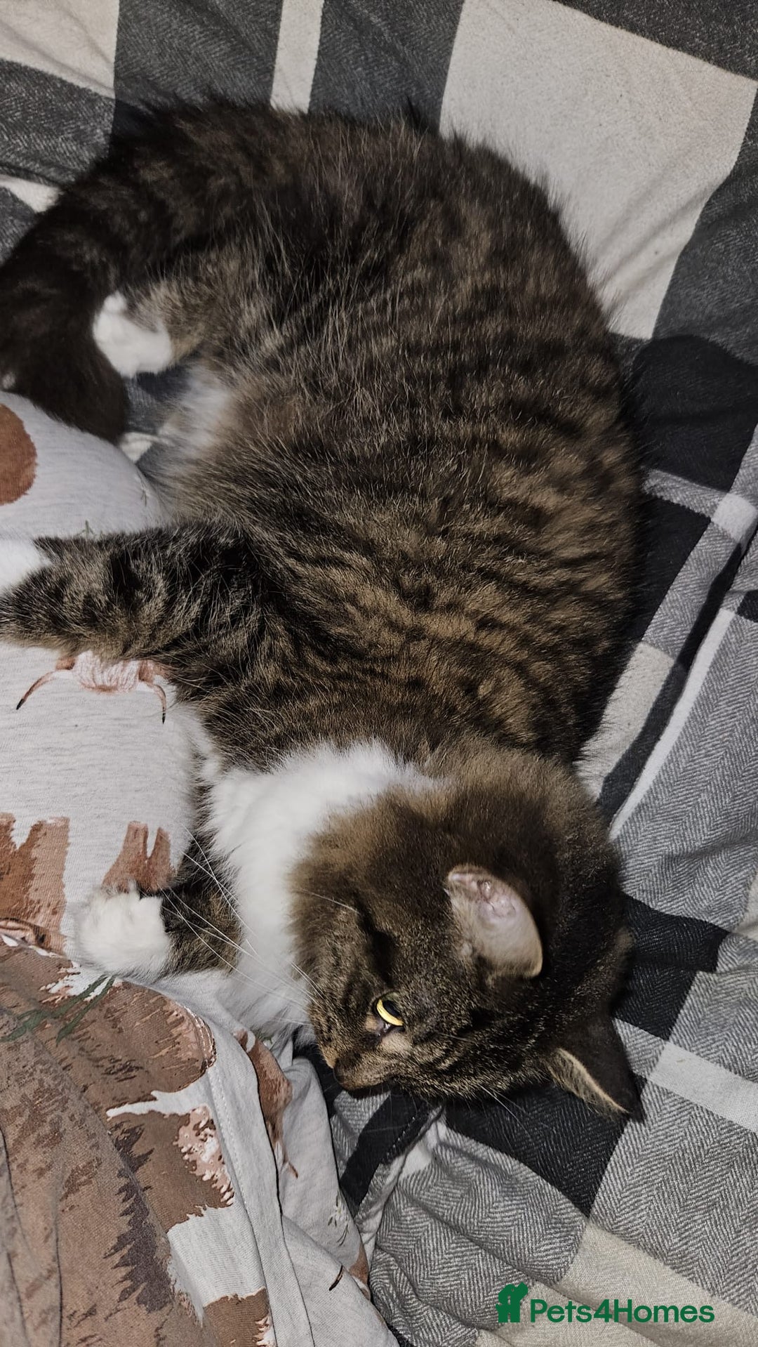 Norwegian Forest Cat cats for sale: For rehome norweigin forest cross ragdoll  - Advert 1