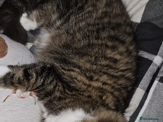 Norwegian Forest Cat cats For rehome norweigin forest cross ragdoll - Advert 11