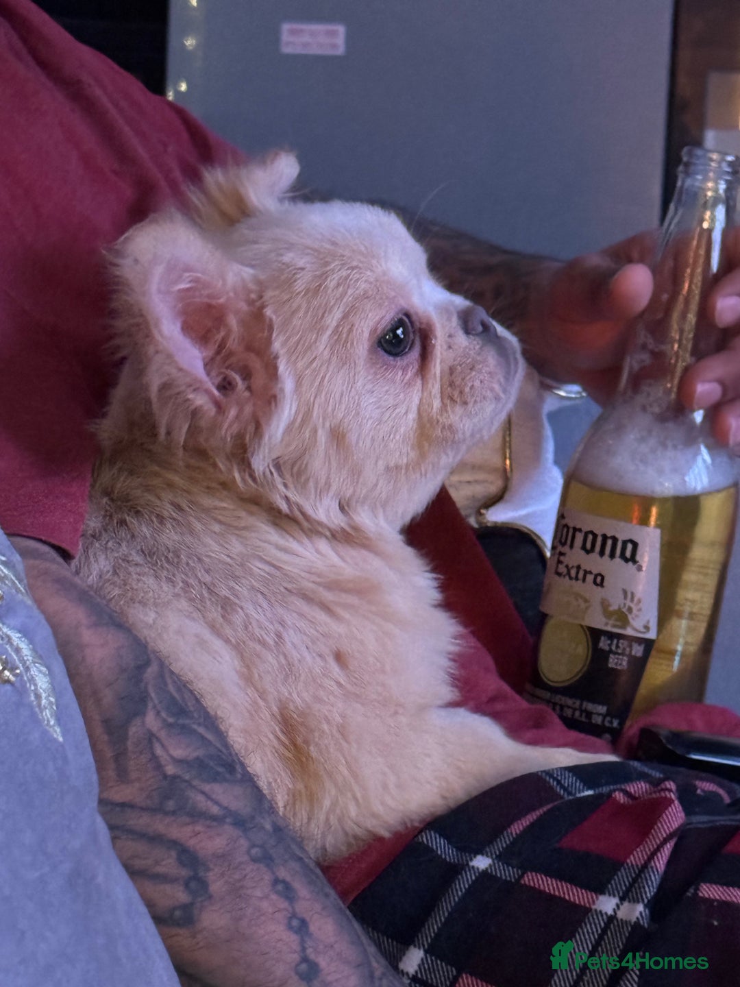 French Bulldog dogs for sale: Beautiful fluffy/ fluffy carrier Frenchie pups  - Advert 1