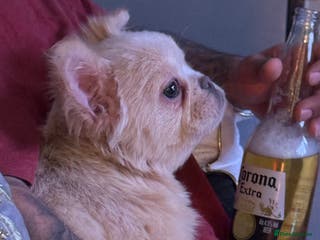 French Bulldog dogs Beautiful fluffy/ fluffy carrier Frenchie pups - Advert 5