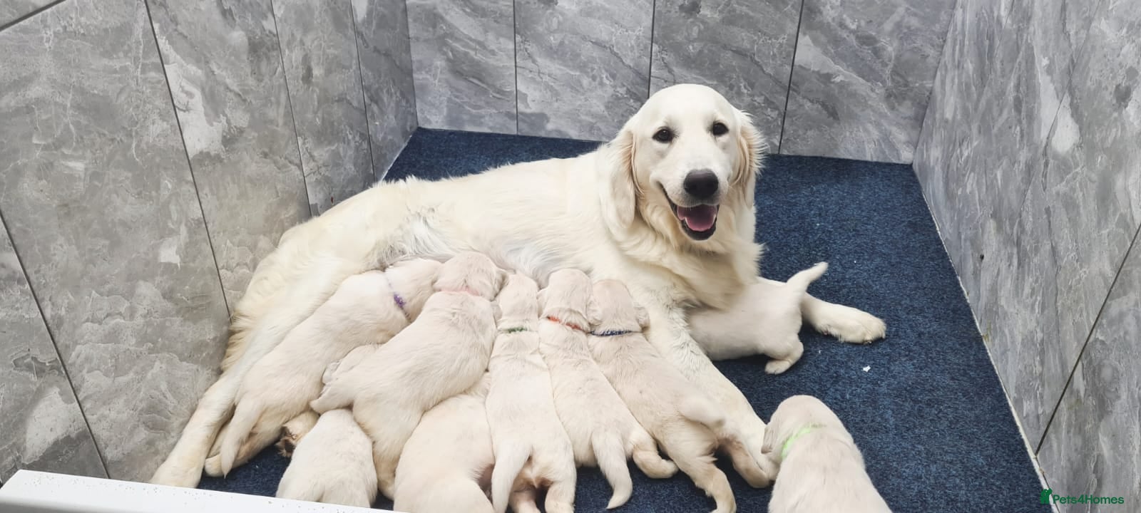 Golden Retriever dogs Kc Registered Golden Retriever puppies - Advert 1