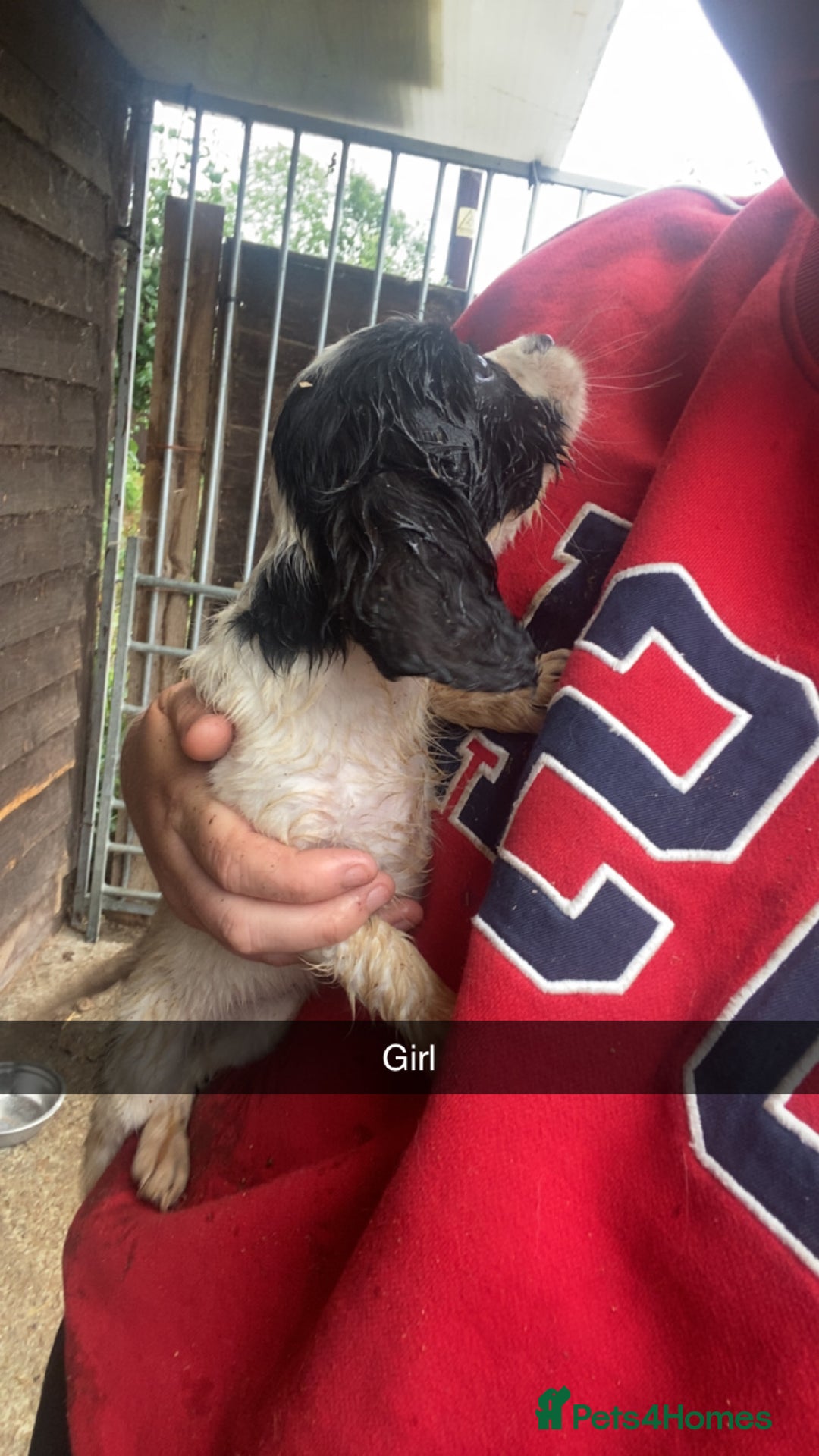 Cockapoo dogs for sale: Cockapoo pups for sale - Image 5