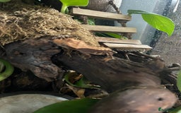 Gecko reptiles for sale: Crested gecko - Image 4
