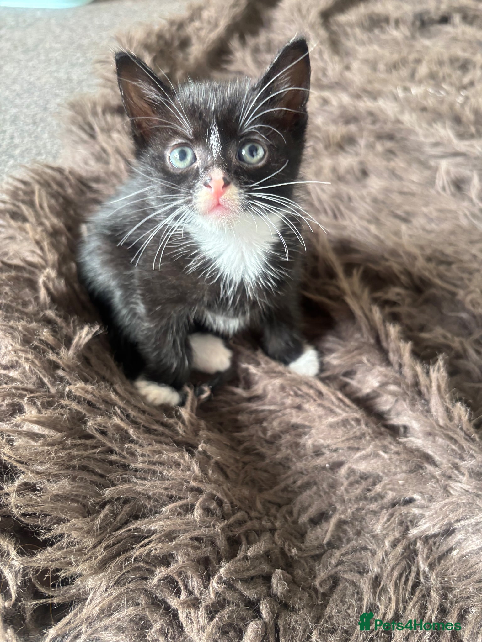 Mixed Breed cats for sale: 4 gorgeous kittens  - Advert 3