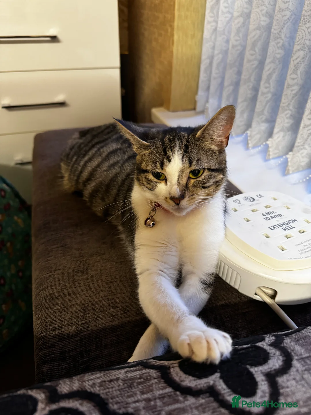 British Shorthair cats for sale: ONE BLACK MALE KITTEN FOR SALE - Advert 1