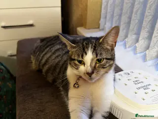 British Shorthair cats ONE BLACK MALE KITTEN FOR SALE - Advert 1