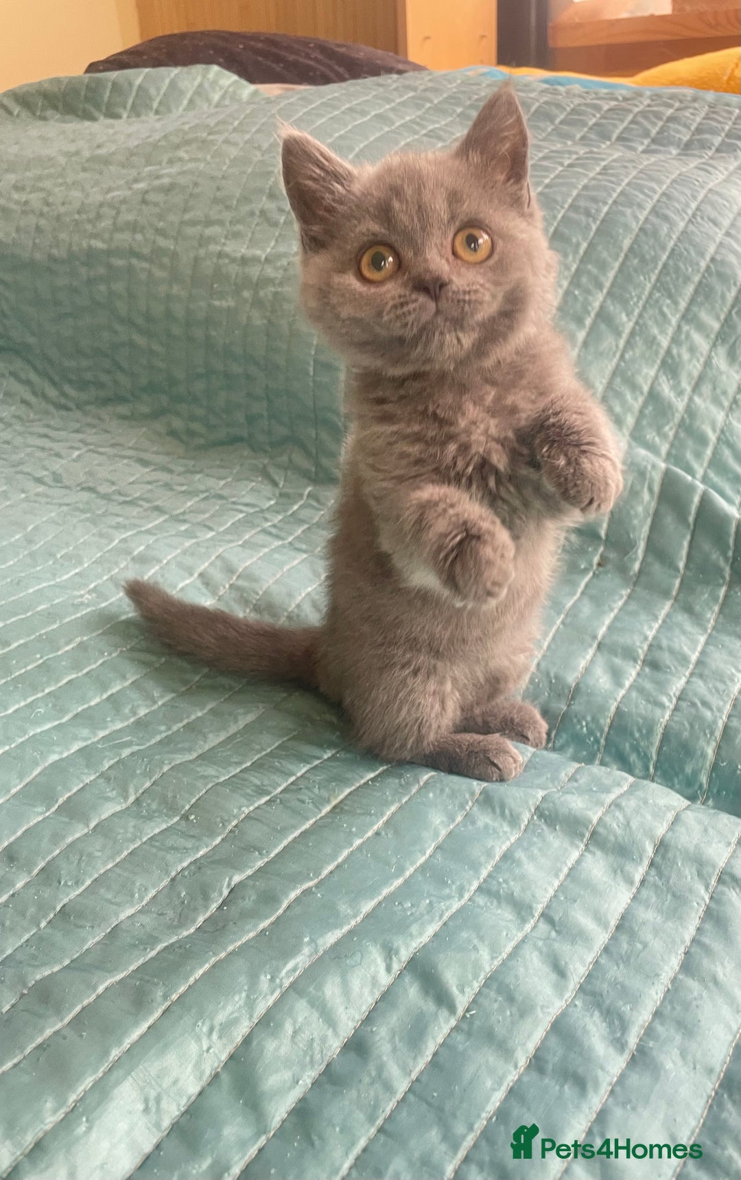 British Shorthair cats for sale: Pure breed British shorthair blue &  golden kitten - Image 4