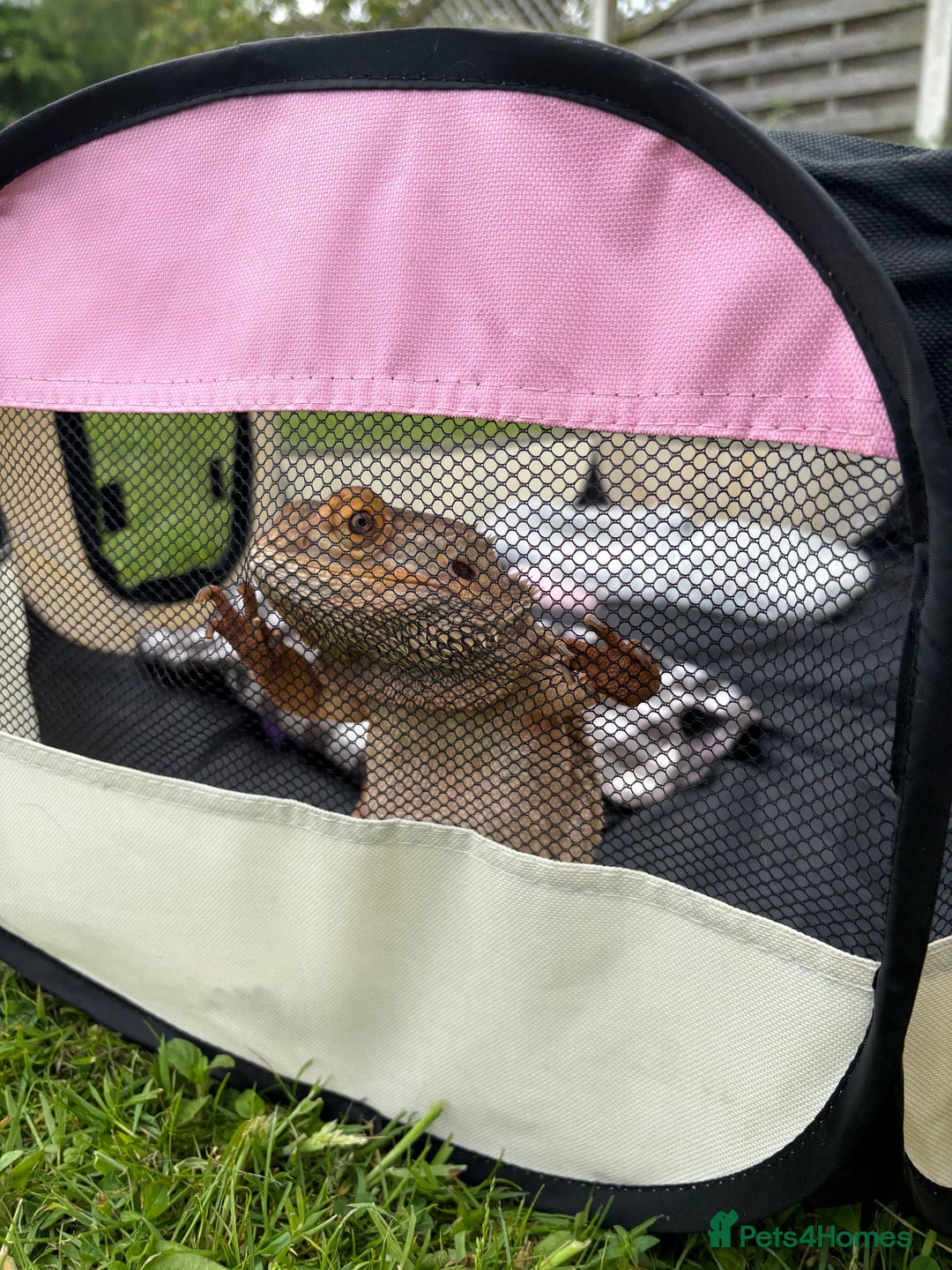 Bearded Dragon reptiles for sale: Bearded dragon for rehoming - Advert 4