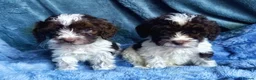 Cockapoo dogs for sale: Tiny Toy Roan and Merle Cockapoos - Advert 4