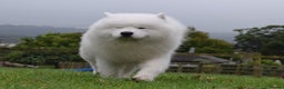 Samoyed dogs for stud: Top Quality KC Proven stud with Champion lineage  - Advert 13