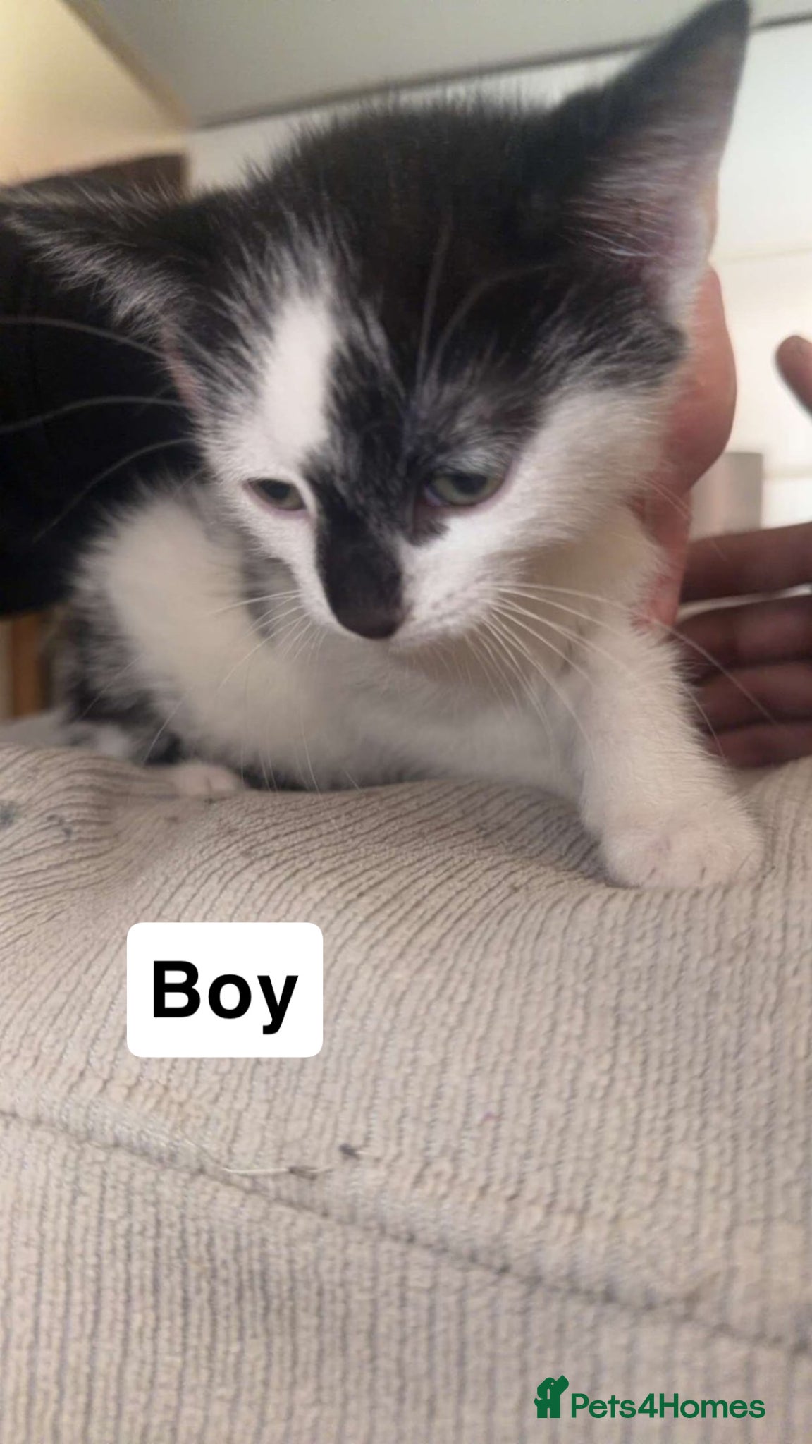 Domestic Shorthair cats Kittens for sale  - Advert 9