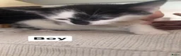 Domestic Shorthair cats for sale: Kittens for sale  - Advert 1