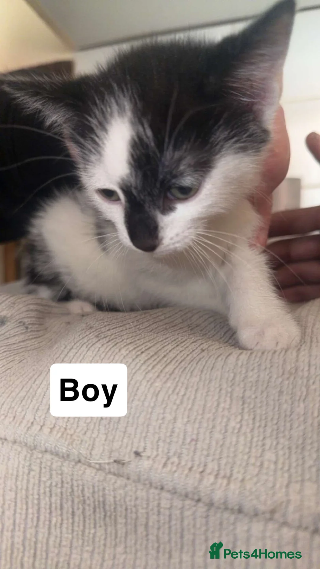 Domestic Shorthair cats for sale: Kittens for sale  - Advert 1