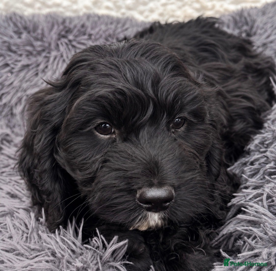 Sproodle dogs Healthy happy Miniature Sproodle Puppies - Advert 2