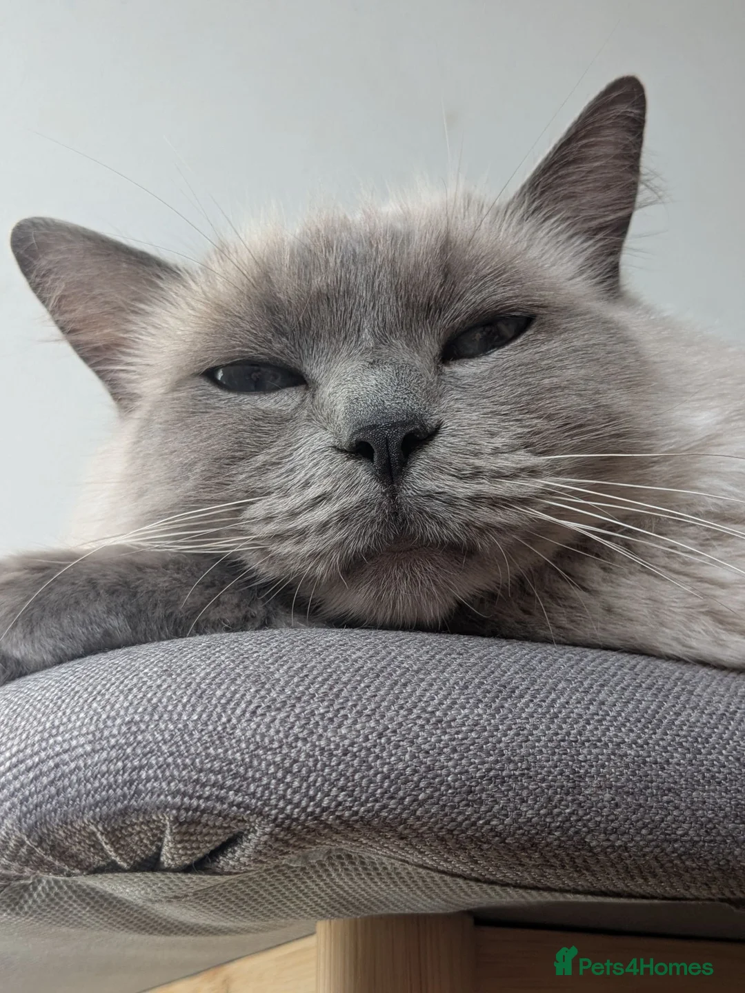 Ragdoll cats for sale: Gccf Active Female✨Championship status - Advert 8