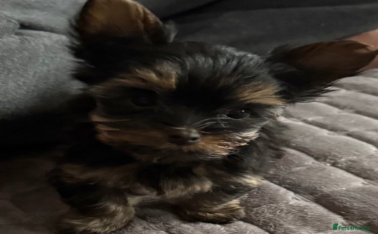 Yorkshire Terrier dogs - Advert 12