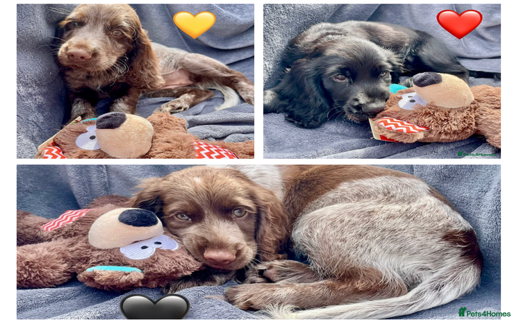Cocker Spaniel dogs - Advert 10