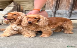 Cocker Spaniel dogs for stud: GOLDEN Show Cocker Stud KC EXCEPTIONAL TESTS- LUDO in Bradford-on-Avon - Image 22