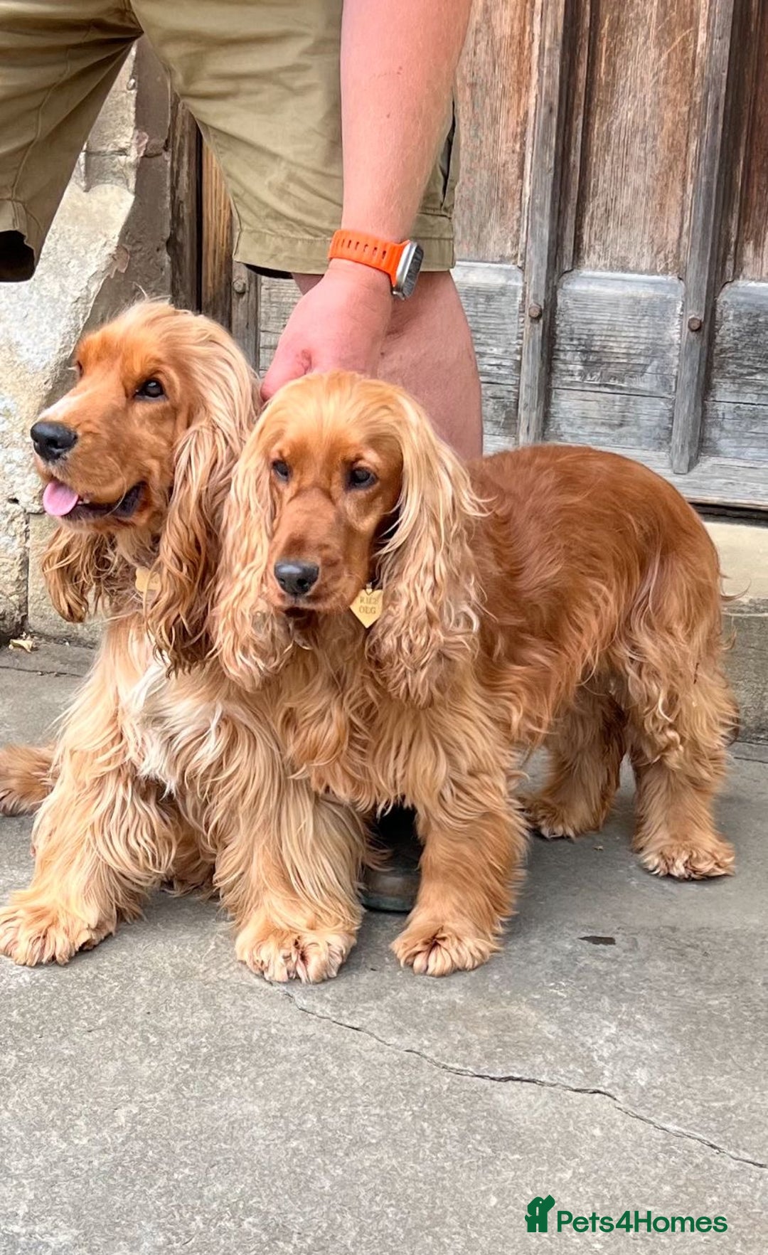 Cocker Spaniel dogs for stud: GOLDEN Show Cocker Stud KC EXCEPTIONAL TESTS- LUDO in Bradford-on-Avon - Image 22