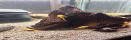 Plecos fish for sale: BRISTLENOSE PLECOS in Darwen - Advert 1