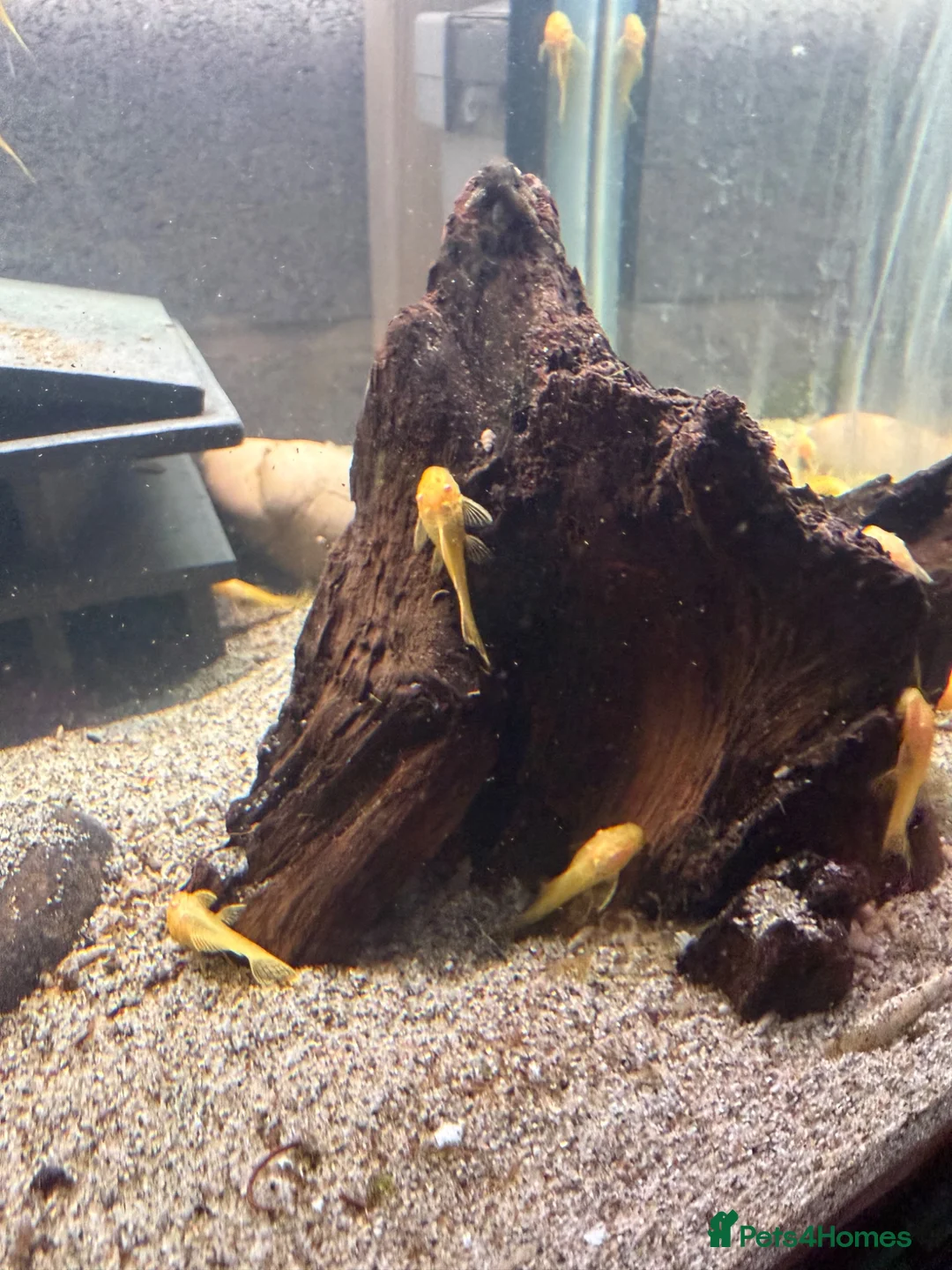 Plecos fish for sale: BRISTLENOSE PLECOS in Darwen - Advert 1