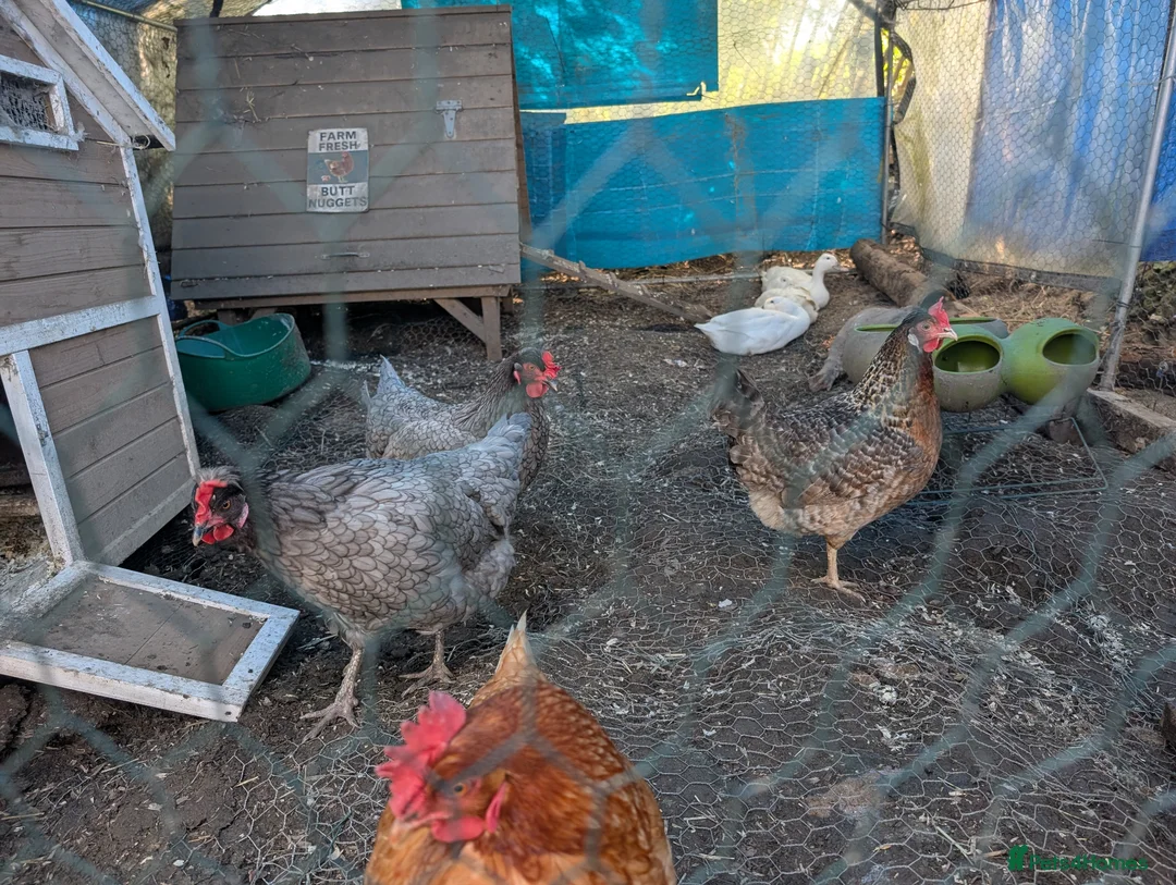 Chickens poultry for sale: 4 laying hens for sale in Wadhurst - Advert 1