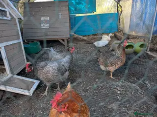 Chickens poultry 4 laying hens for sale - Advert 1