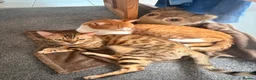 Mixed Breed cats for sale: BENGAL X DSH X BSH ADORABLE FLUFFY KITTEN - Advert 9
