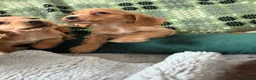 Cockapoo dogs for sale: Cockapoo ready to leave - Advert 12