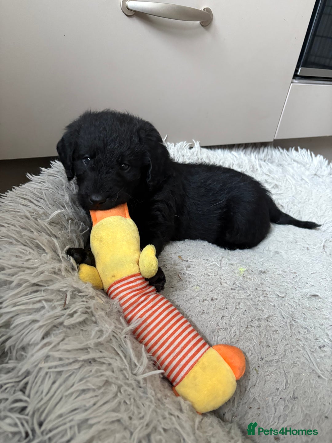 Labradoodle dogs for sale: Stunning Labradoodle Puppies  - Advert 26