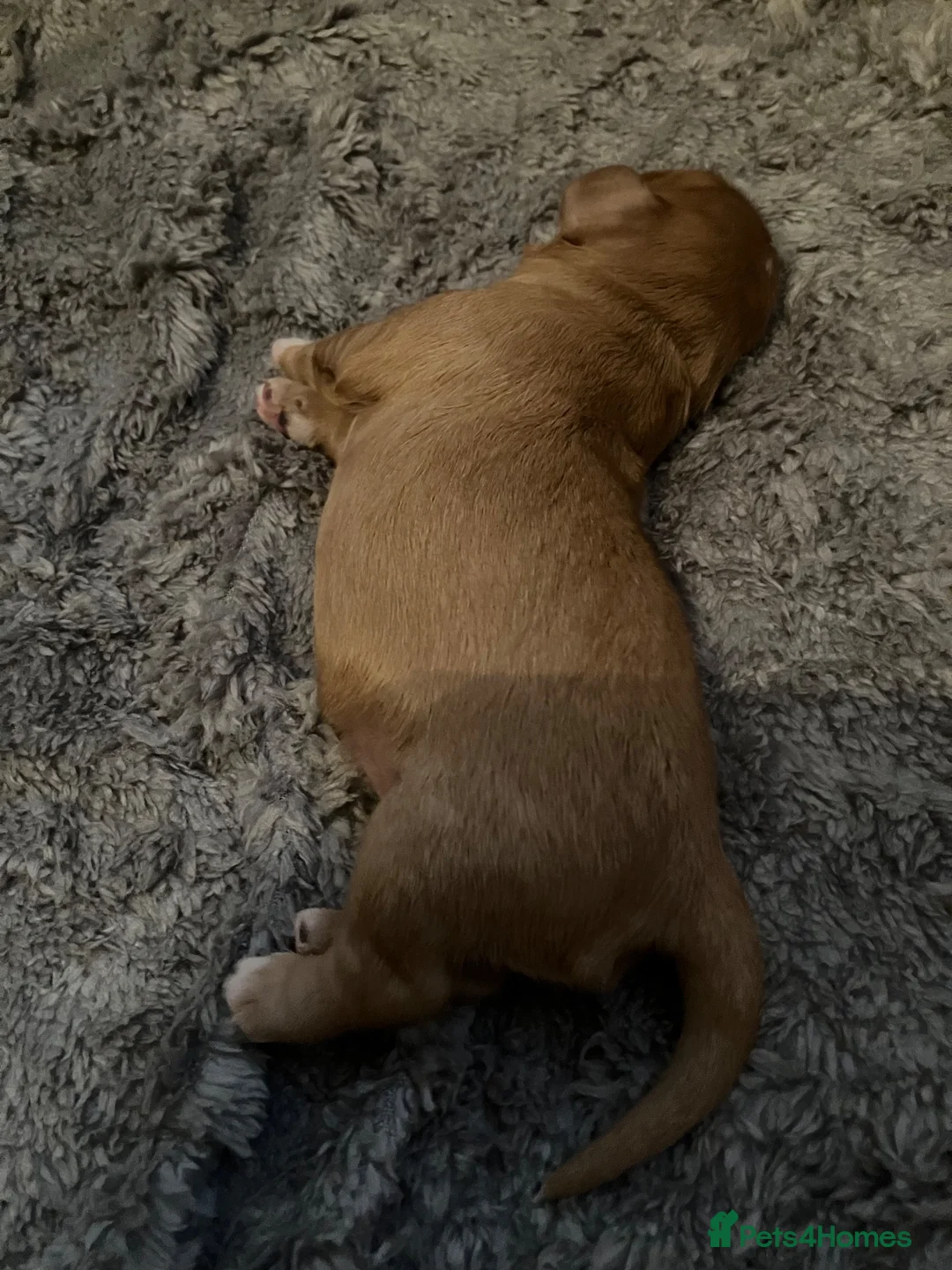Cavalier King Charles Spaniel dogs for sale: Cavalier King Charles spaniel puppies  in Ipswich - Advert 2