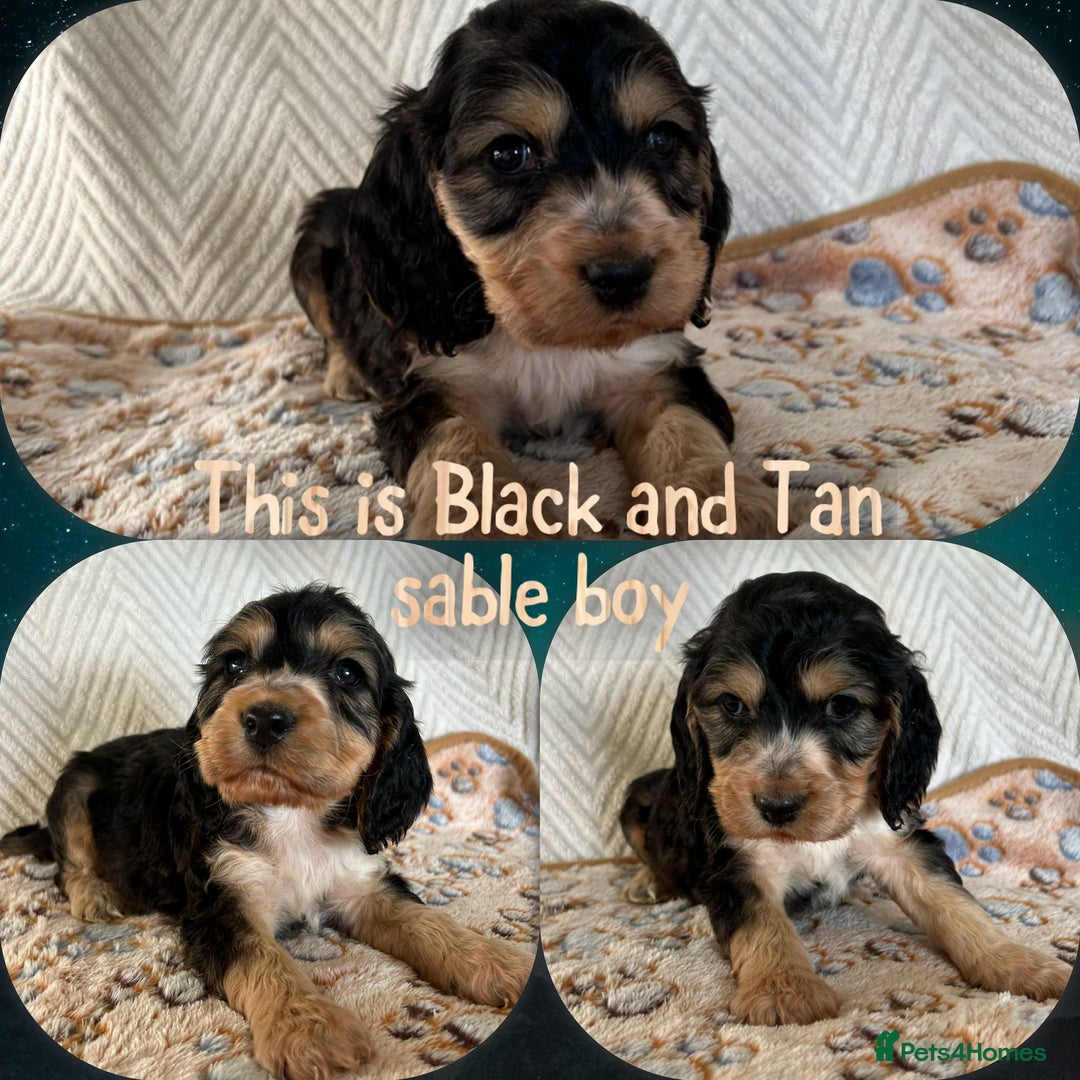 Cocker Spaniel dogs for sale: Show cocker spaniels top quality  - Advert 2