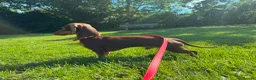 Miniature Dachshund dogs for stud: kC Miniature Dachshund Chocolate and tan  - Advert 3