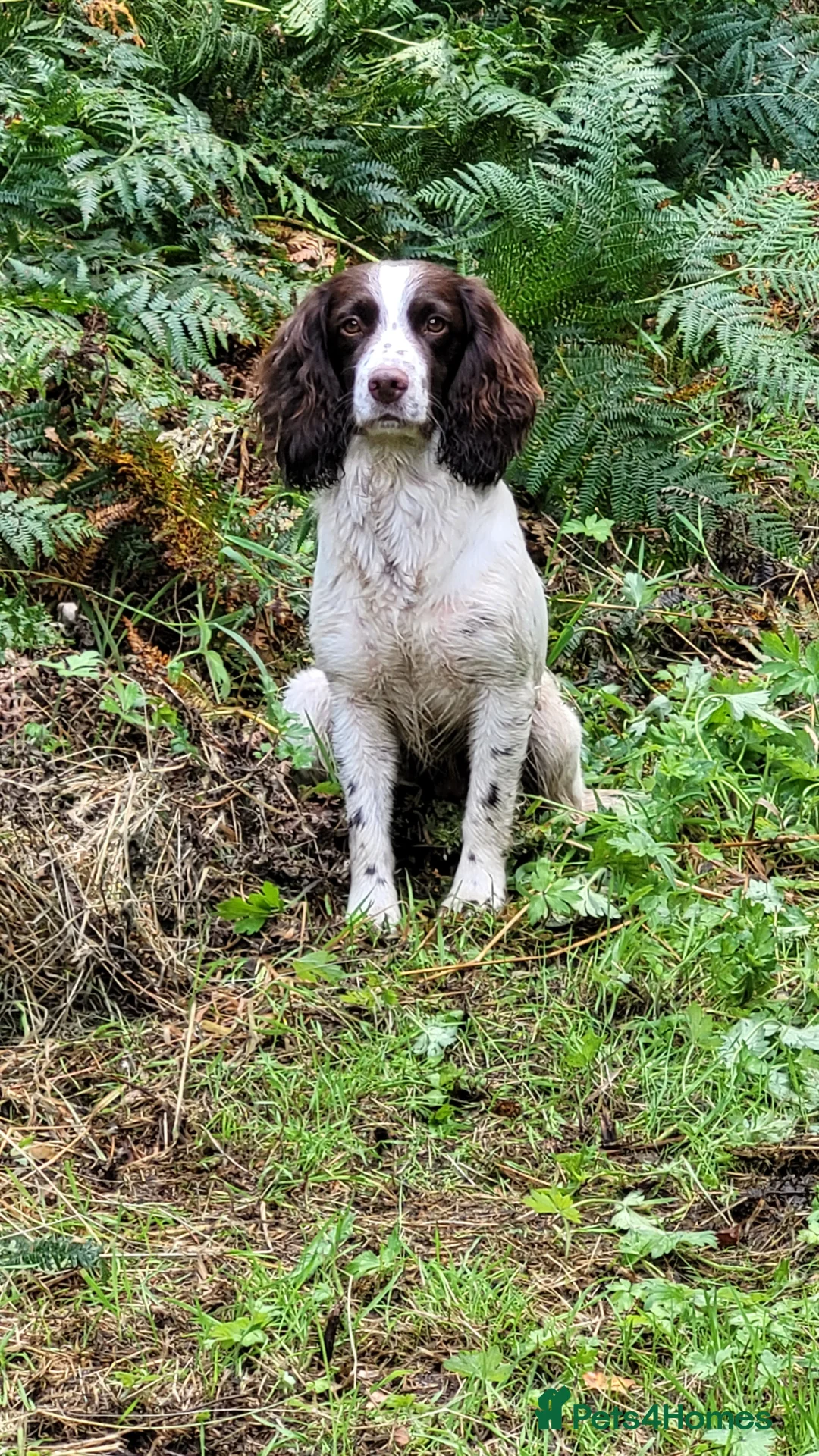 Cocker Spaniel dogs for stud: KC  health tested working cocker spaniel at stud in Malton - Advert 1