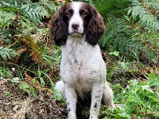 Cocker Spaniel dogs for stud: KC health tested working cocker spaniel at stud in Malton - Advert 4
