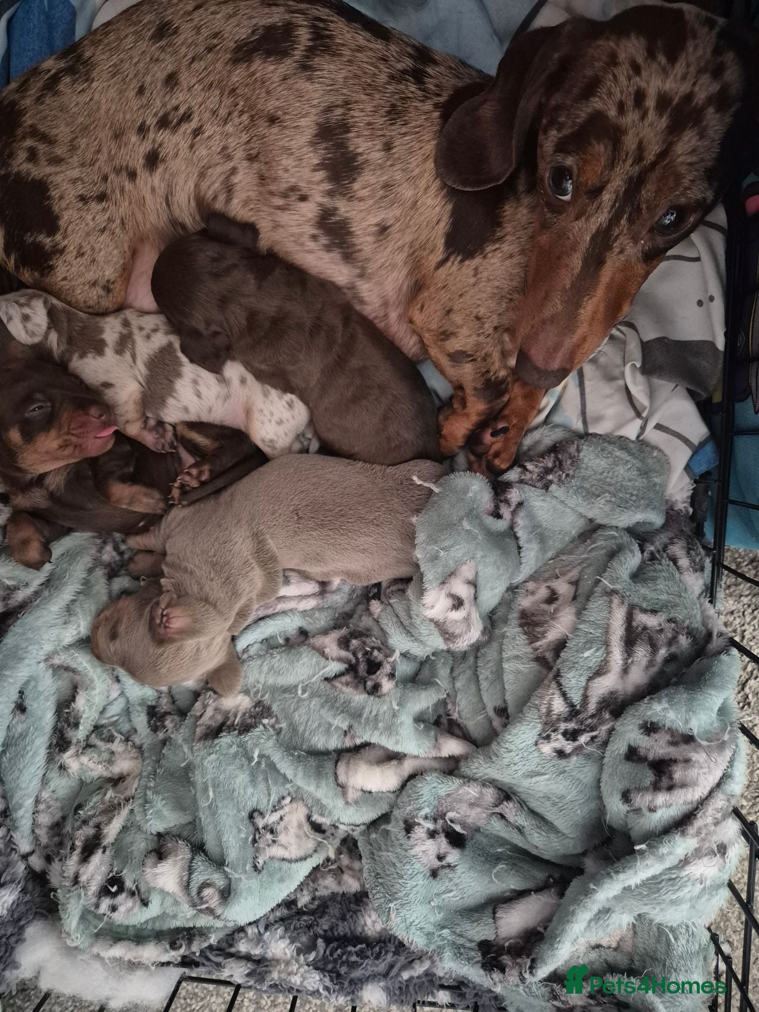 Miniature Dachshund dogs 4 Miniture Dachshund For Sale - Advert 2