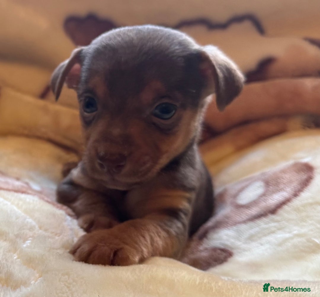 Jack Russell dogs for sale: Much Wenlock stunning miniature puppy  - Advert 26