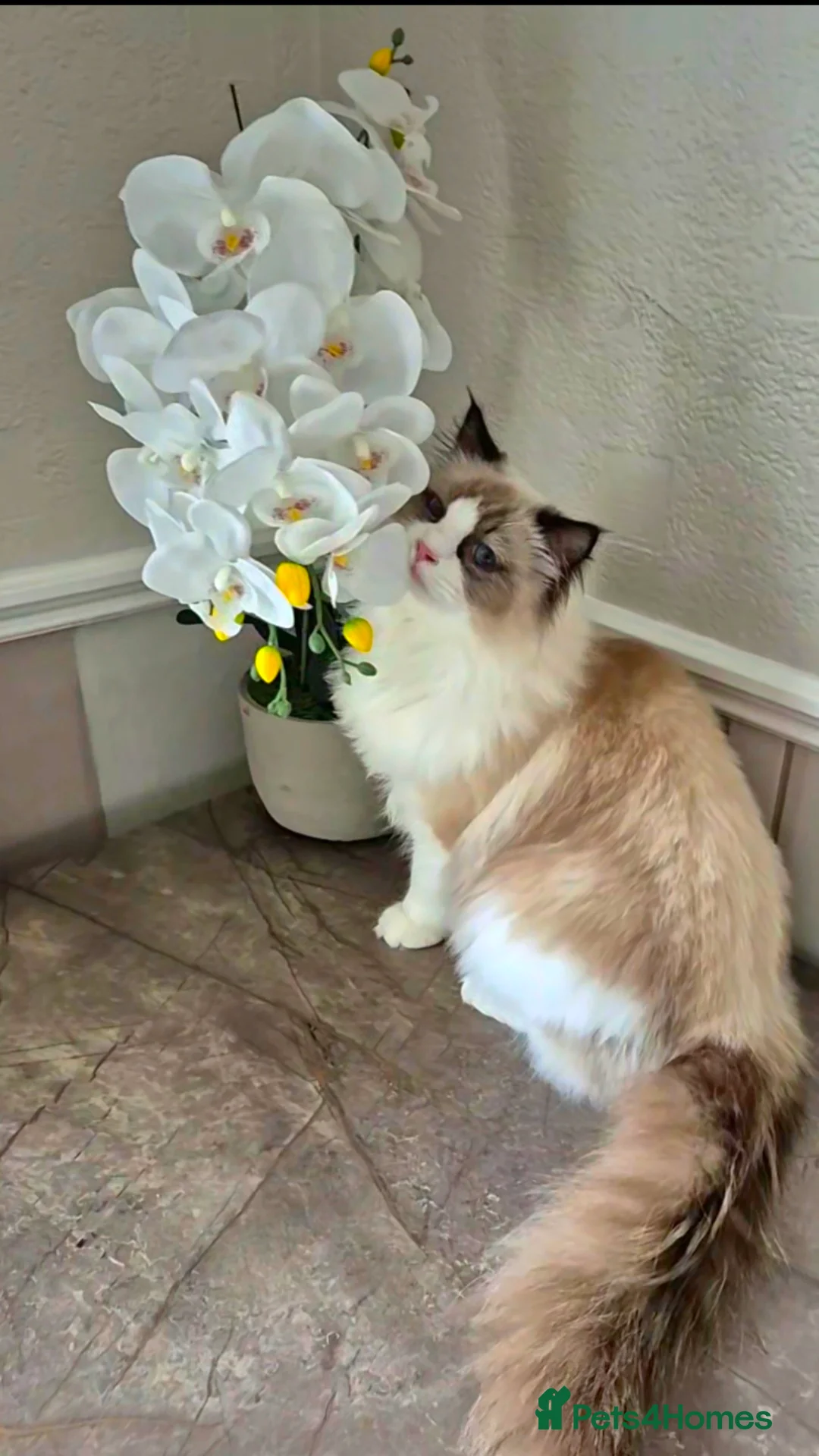 Ragdoll cats for sale: Premium Seal Bicolour  Ragdoll Boys 💖💖💖 - Advert 6