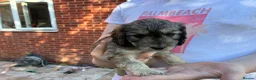 Cockapoo dogs for sale: 6 Gorgeous F1 Cockapoo puppies!!  - Advert 27