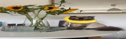 Persian cats for sale: Persian boy for adoption - Advert 4