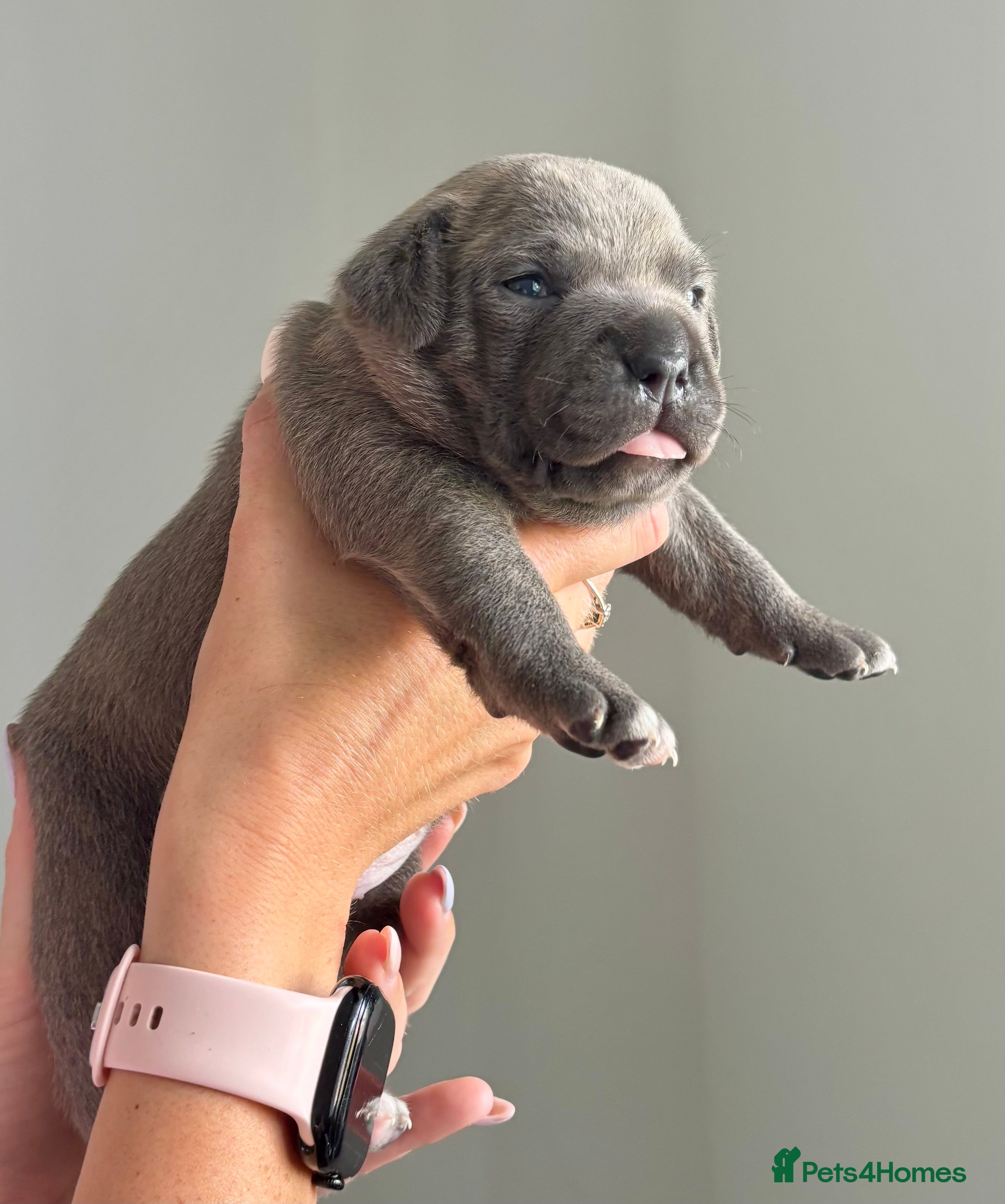 Staffordshire Bull Terrier dogs KC Registered Staffordshire Bull Terrier Puppies - Advert 2